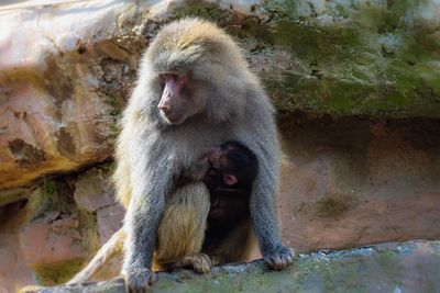 Low angle view of monkey feeding infant while sitting on rock