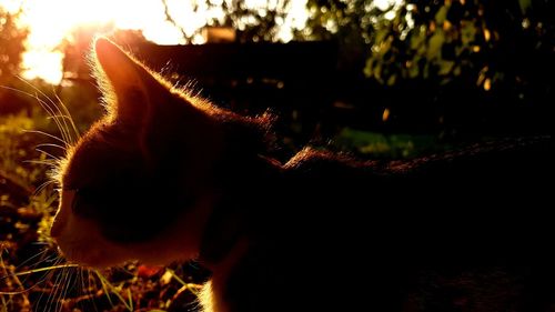 Close-up of dog outdoors