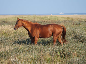 Wide beach on the island of juist