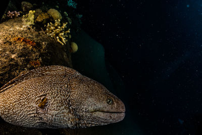 Moray eel mooray lycodontis undulatus in the red sea, eilat israel a.e