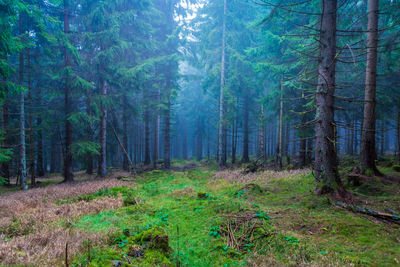 Pine trees in forest