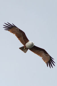 Low angle view of eagle flying in sky