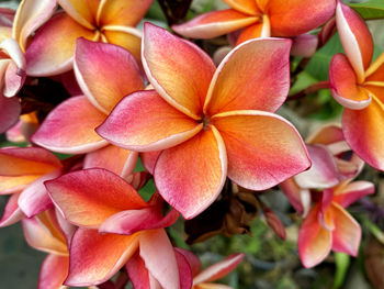 Close-up of pink flowers