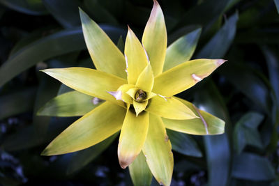 Close-up of flower blooming outdoors