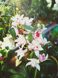 Close-up of pink flowers on tree