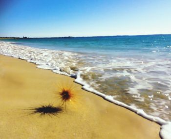 Scenic view of beach against clear sky