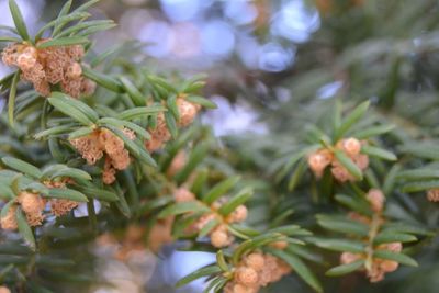 Close-up of plants against blurred background