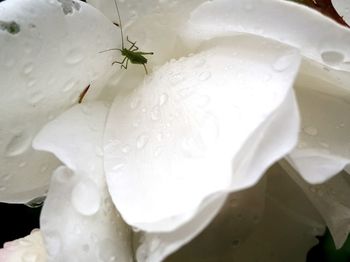Close-up of wet white rose flower