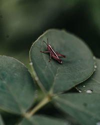 Close-up of insect on leaf