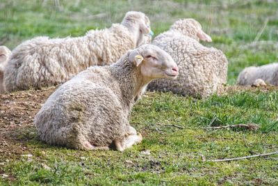 Sheep in a field