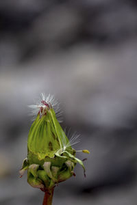 Close-up of green plant