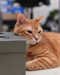 Cat relaxing on floor