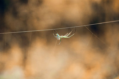 Close-up of spider on web