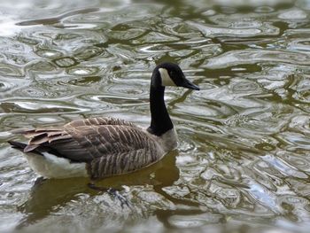 High angle view of duck swimming in lake