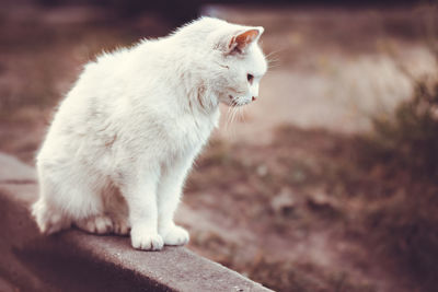 Close-up of a cat looking away