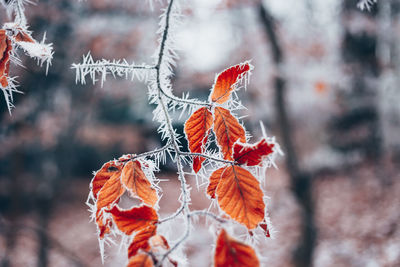 Close-up of maple leaves during autumn