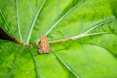 Close-up of insect on leaf