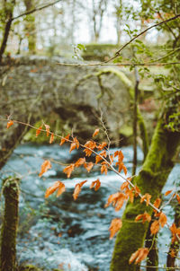 Close-up of leaves on tree in forest
