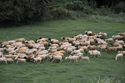 Flock of sheep on field