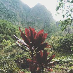 Close-up of red flower against trees