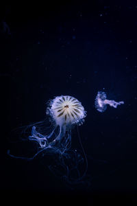 jellyfish