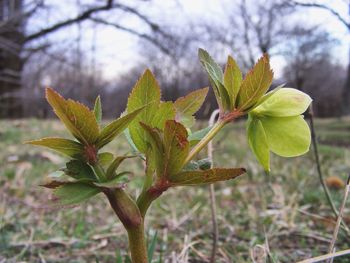 Close-up of plant against sky