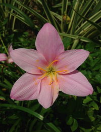 Close-up of pink flower