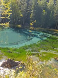 Scenic view of lake in forest