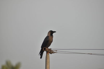 Low angle view of bird perching on cable against clear sky