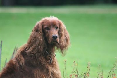 Portrait of irish setter on grassy field