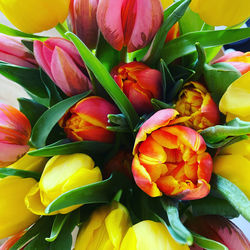 Full frame shot of  tulips