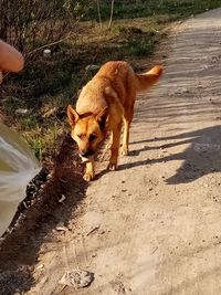 Dog standing on field
