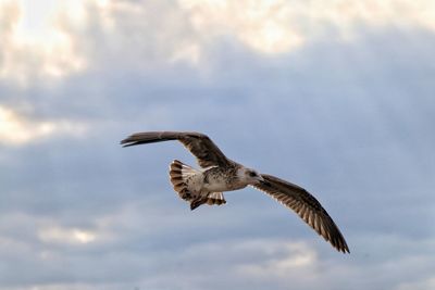 Low angle view of eagle flying against sky