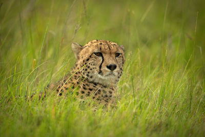 Cheetah lies in long grass looking right