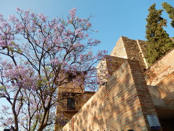 Low angle view of cherry tree by building against sky