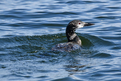 Young common loon swimming on the lake in summer