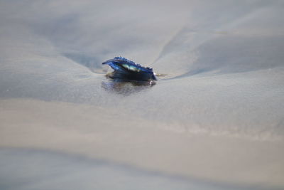 Close-up of insect on beach