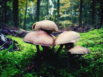 Close-up of mushroom growing on field