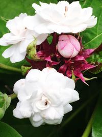 Close-up of rose blooming outdoors