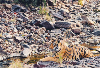 High angle view of cat on rock