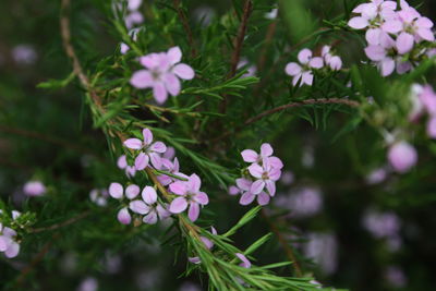 Close-up of flowers blooming outdoors