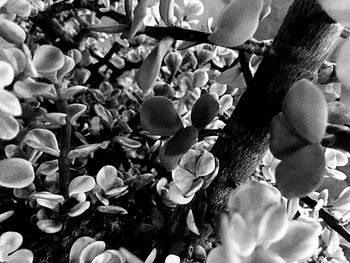 Close-up of roses on pebbles