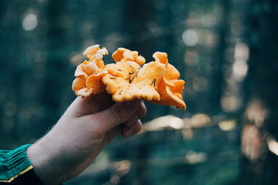 Cropped hand holding mushrooms