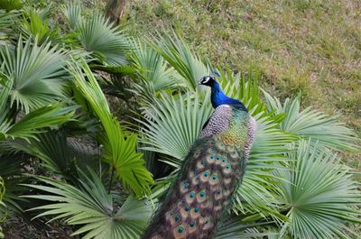 View of peacock