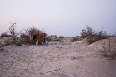 View of horse on sandy beach