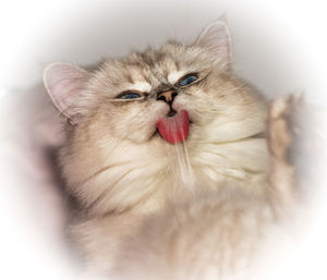 Female birman cleaning herself