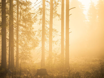 A beautiful pine tree forest scenery during spring in northern europe. tall pine trees.