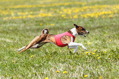 Basenji dog running in red jacket on coursing field at competition in summer