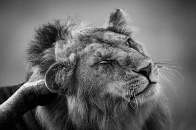 Mono close-up of male lion scratching himself