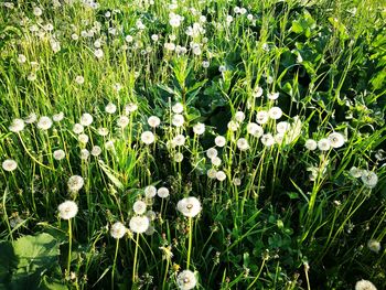 Close-up of white wildflowers blooming in field